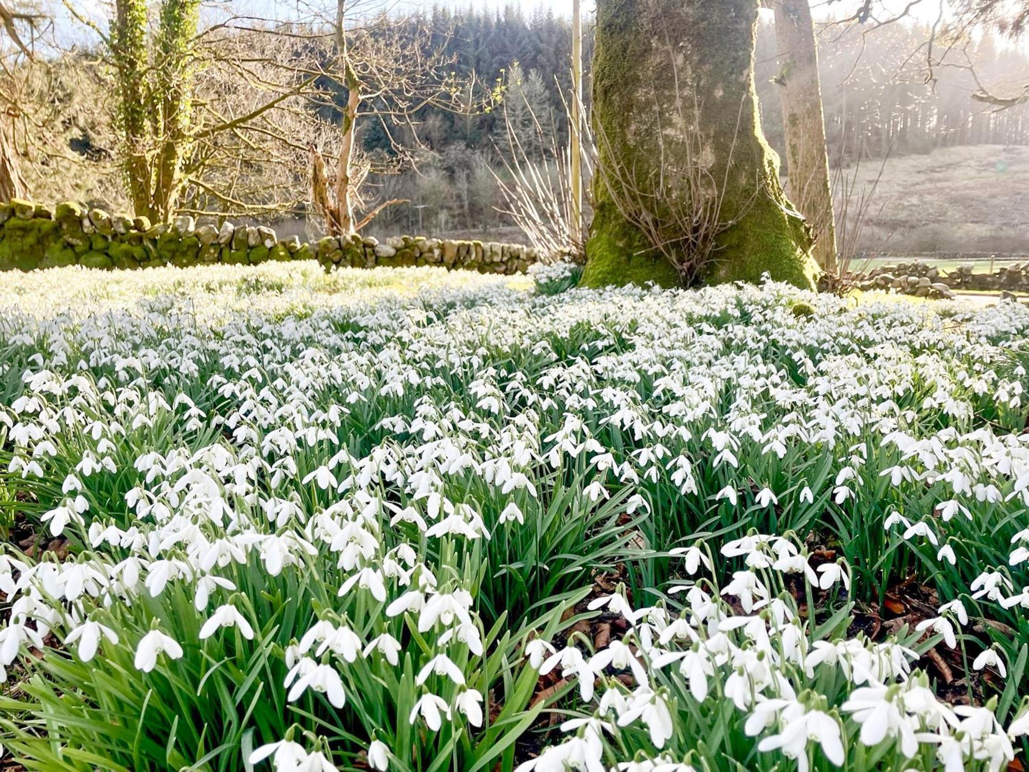 Mossdale Cottage Dalmellington Buitenkant foto